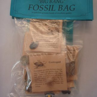 big bang fossil kit at rockhoundz.com.au