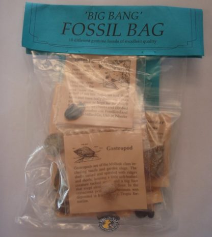 big bang fossil kit at rockhoundz.com.au
