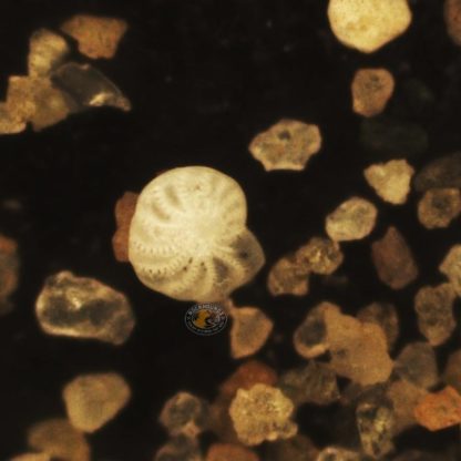 elphidum in foraminiferous sand from south east queensland