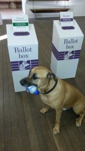 Angus from Rockhoundz does his bit at the 2016 federal election #dogsatpollingstations