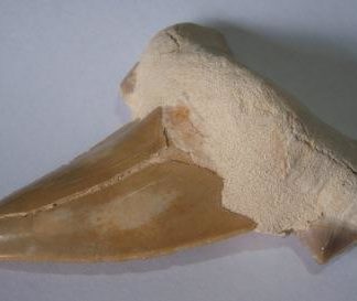 Moroccan fossil shark tooth from rockhoundz.com.au