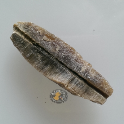 cretaceous belemnite fossil from queensland at rockhoundz.com.au
