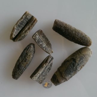 cretaceous belemnite fossil from queensland at rockhoundz.com.au