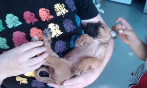 Angus the Rockhound puupy at 4 weeks old