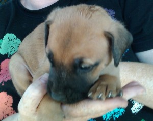 Angus the Rockhound puppy at 4 weeks old