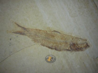 knightia fossil fish from Wyoming, USA at rockhoundz.com.au