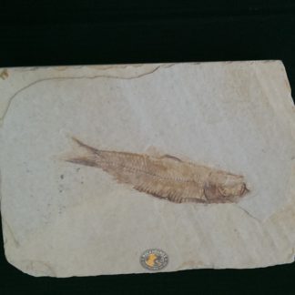 knightia fossil fish from Wyoming, USA at rockhoundz.com.au