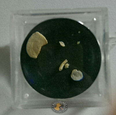 small magnifying box and microfossils at rockhoundz.com.au