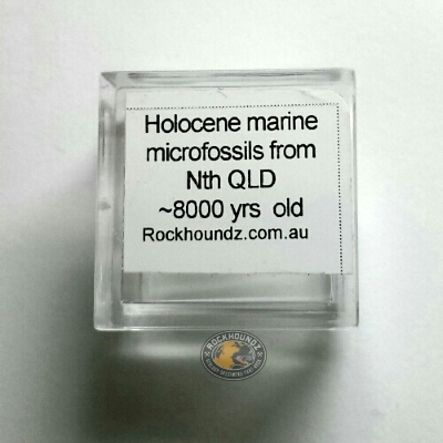 holocene microfossils in magnifying box at rockhoundz.com.au