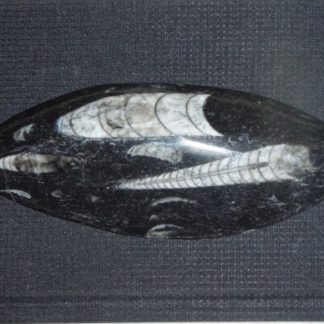 orthoceras fossil from rockhoundz.com.au