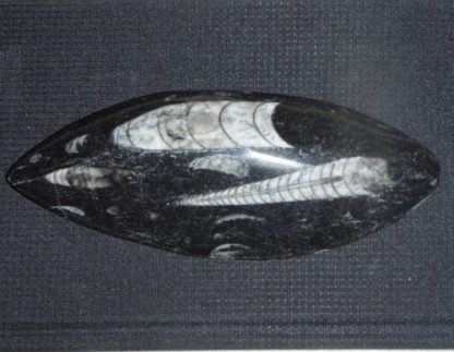 orthoceras fossil from rockhoundz.com.au