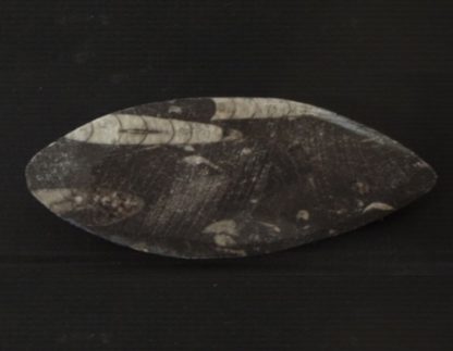 orthoceras fossil from rockhoundz.com.au