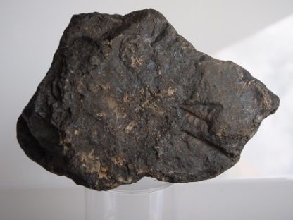 rhodonite a manganese inosilicate mineral from rockhoundz.com.au